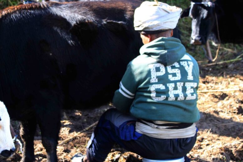 The Miracle Yak Herd