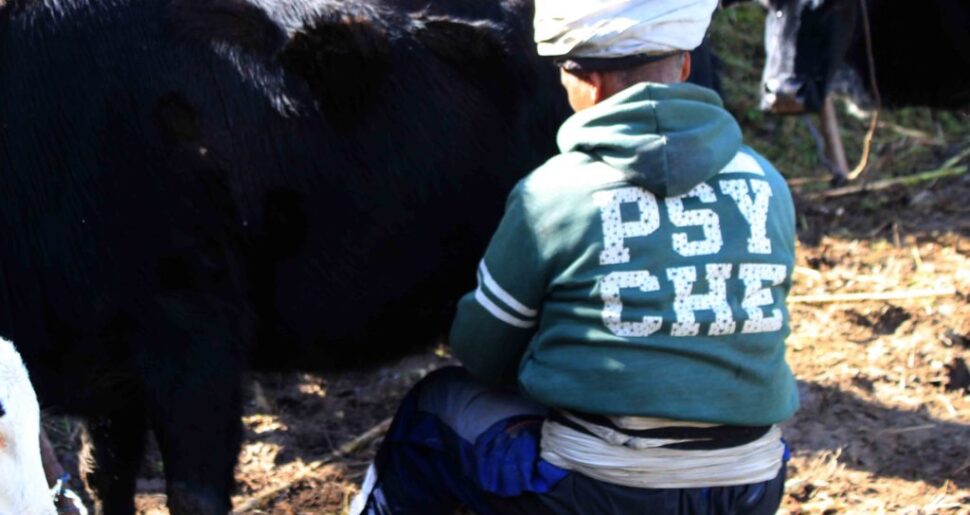 The Miracle Yak Herd